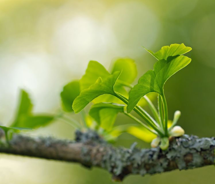 Ginkgo bilobas